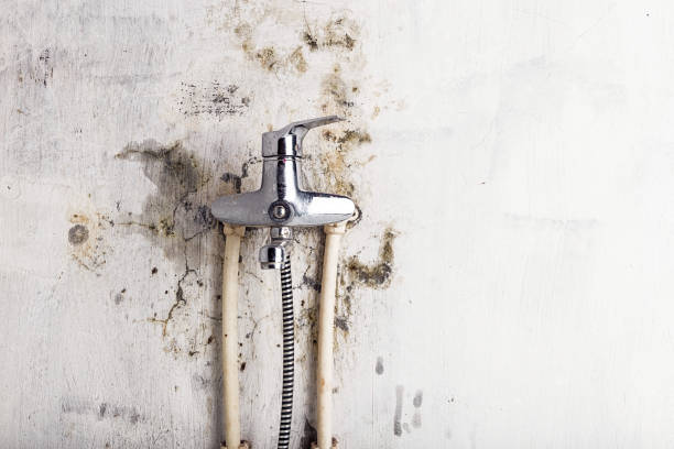 Mold Removal Process in Colorado Springs, CO