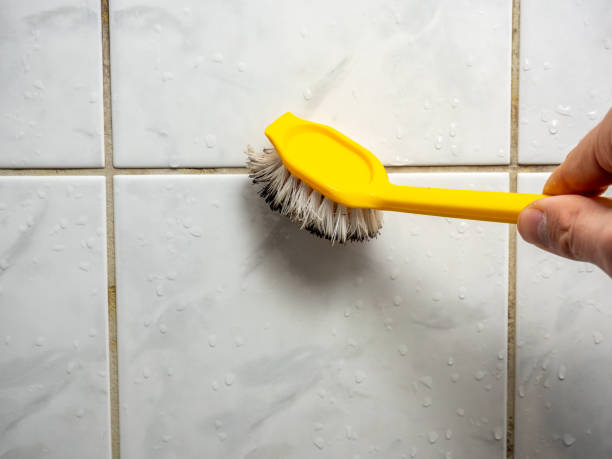 Best Attic Mold Removal  in Lorado Springs, CO