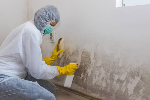 Attic Mold Removal in Colorado Springs, CO