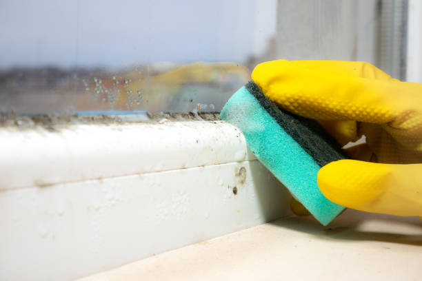 Colorado Springs, CO Mold Removal Company