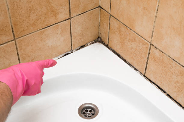 Best Certified Mold Removal  in Lorado Springs, CO